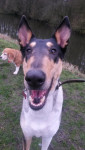 Bo (schotse herder)